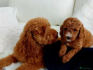 Miniature Poodle dogs Red Miniature Poodle for STUD - Advert 1