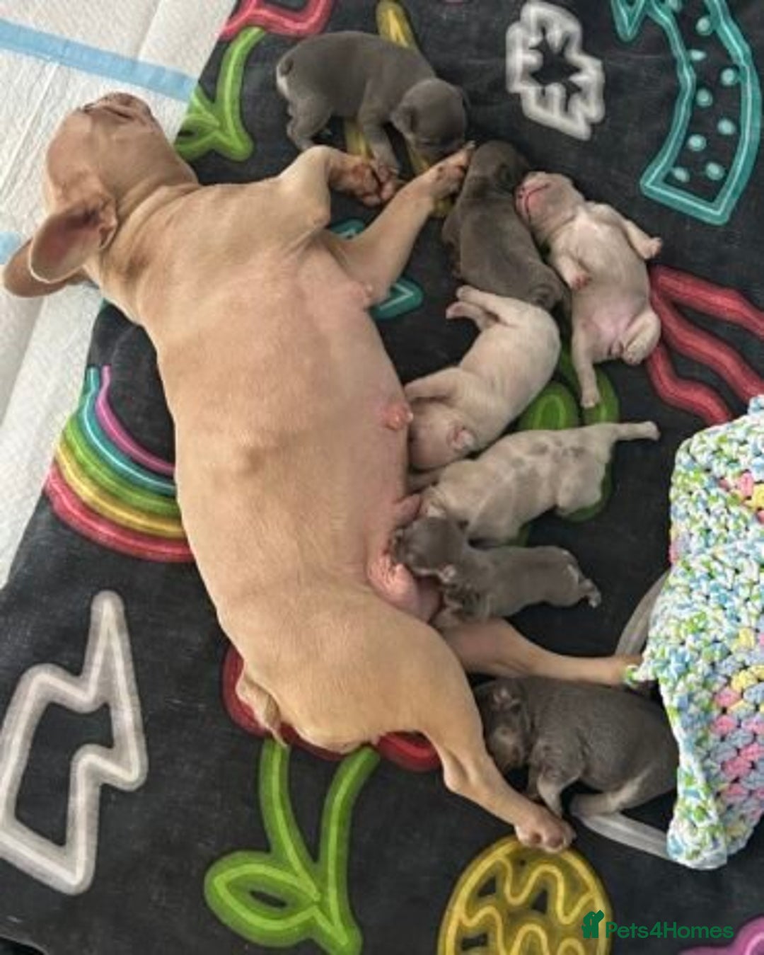 French Bulldog dogs for sale:  French Bulldog Puppy Brings Joy  - Advert 9