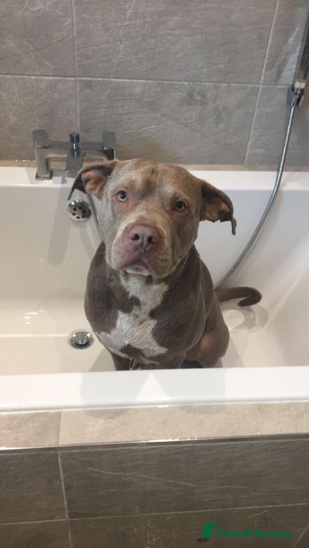 Staffordshire Bull Terrier dogs for sale: This is leo  - Advert 2