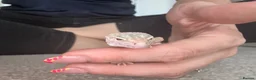 Leopard Gecko reptiles for sale: Leopard Gecko  in Chesterfield - Advert 8