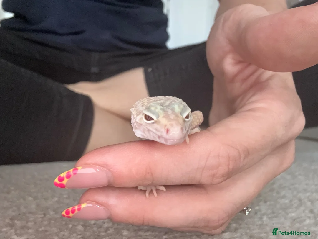 Leopard Gecko reptiles for sale: Leopard Gecko  in Chesterfield - Advert 8