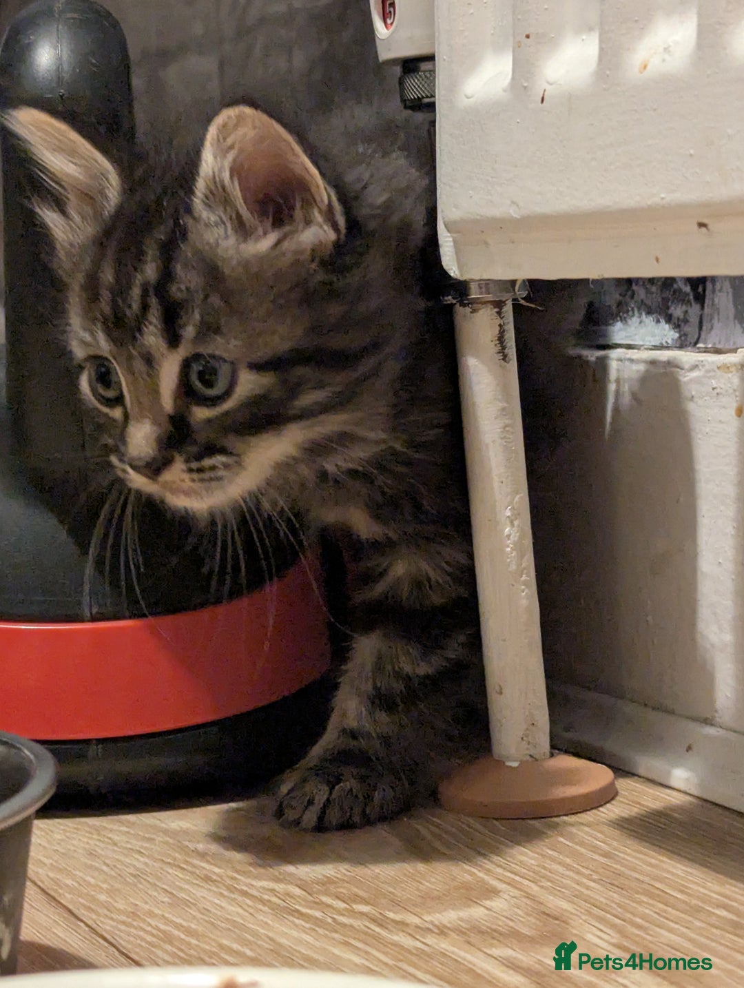 Bombay cats for sale: Beautiful kittens perfect for  **   ** s  - Advert 21