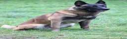 Belgian Shepherd Dog dogs for stud: CHANCE MR3 Vice Champion PSA2 at STUD - Advert 7