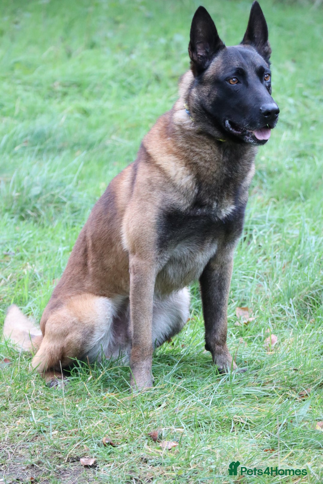 Belgian Shepherd Dog dogs for stud: CHANCE MR3 Vice Champion PSA2 at STUD - Advert 7
