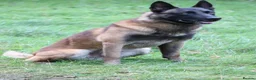 Belgian Shepherd Dog dogs for stud: CHANCE MR3 Vice Champion PSA2 at STUD - Advert 8