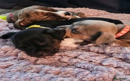 Mixed Breed dogs for sale: American Bulldog Cross Staffy puppies  - Image 19