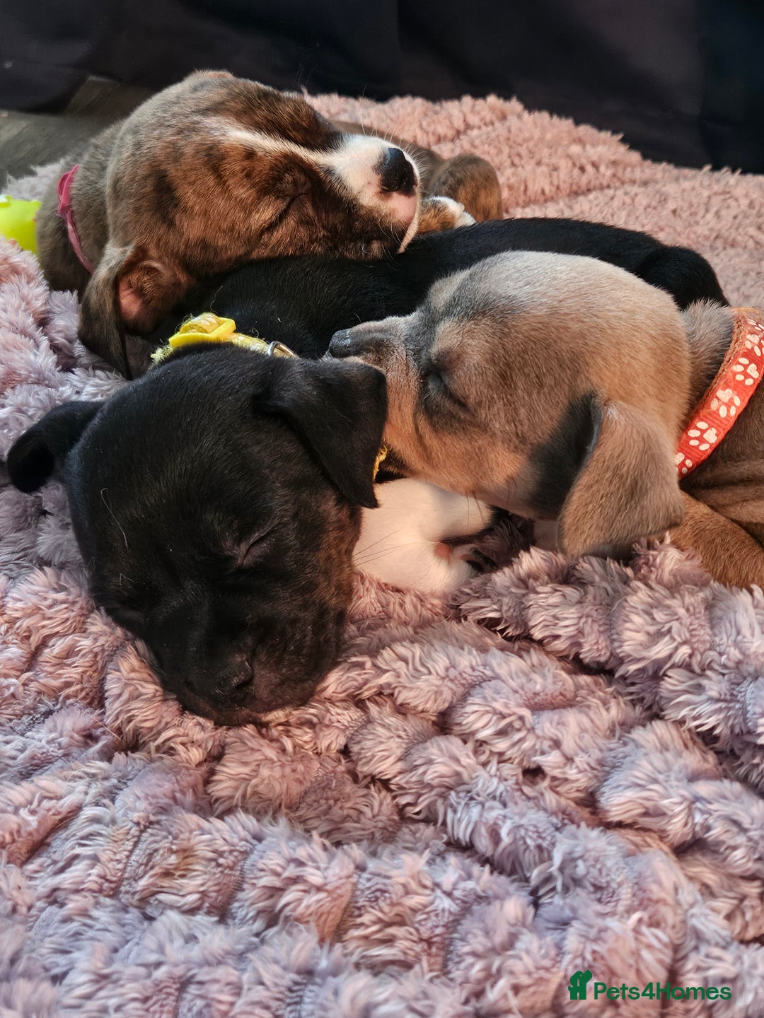 Mixed Breed dogs for sale: American Bulldog Cross Staffy puppies  - Image 19