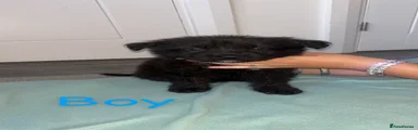 German Shepherd 2