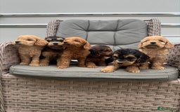 Cockapoo dogs for sale: F1 Cockapoos puppies (council licensed breeder) - Image 16