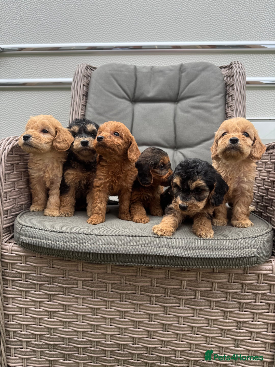 Cockapoo dogs for sale: F1 Cockapoos puppies (council licensed breeder) - Image 16