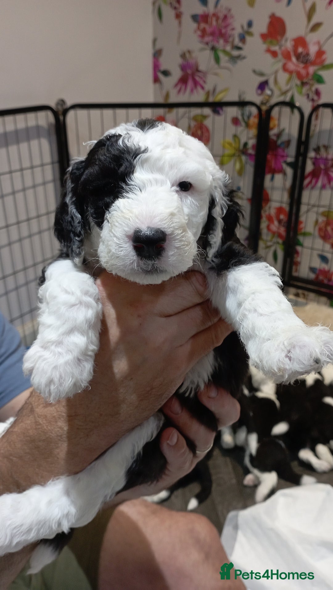 Sheepadoodle dogs for sale: Sheepadoodle puppies F1 - Image 9