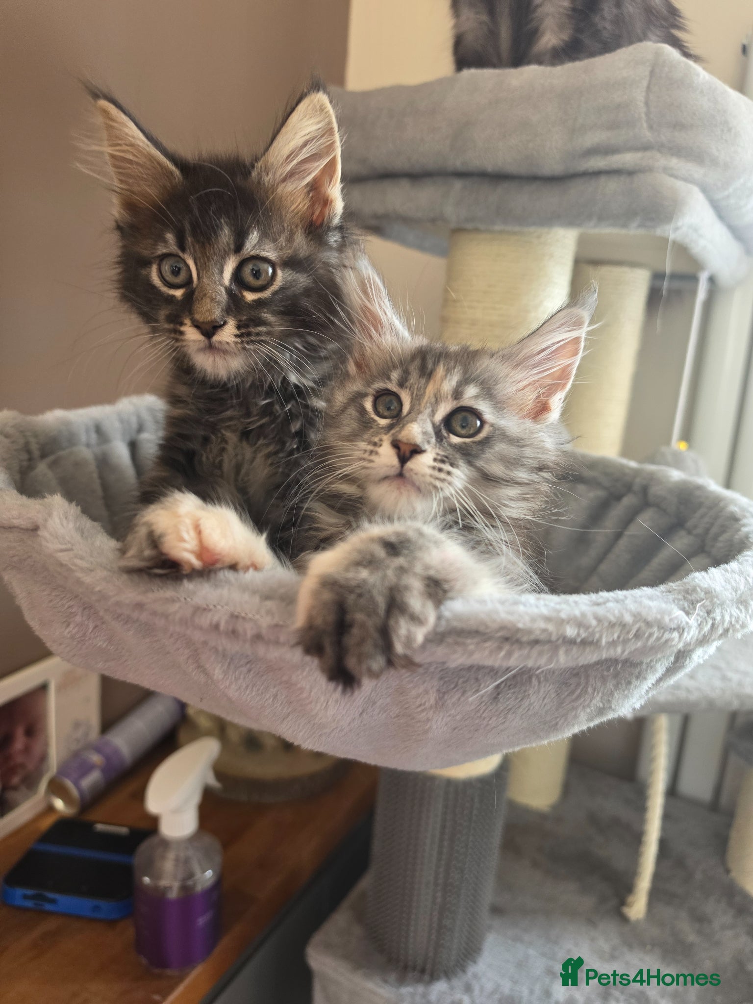 Maine Coon cats Maine coon kittens Ready Now - Advert 10