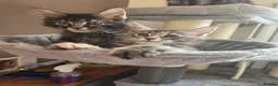 Maine Coon cats for sale: Maine coon kittens Ready Now - Advert 2