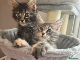 Maine Coon cats Maine coon kittens Ready Now - Advert 10
