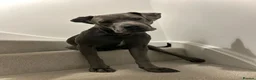 Cane Corso dogs for sale: Koa, 14 month olds Italian mastiff / cane corso  - Advert 3