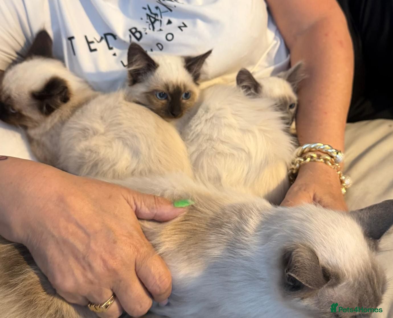 Ragdoll cats Ragdoll kittens toilet trained flead and wormed  - Advert 1