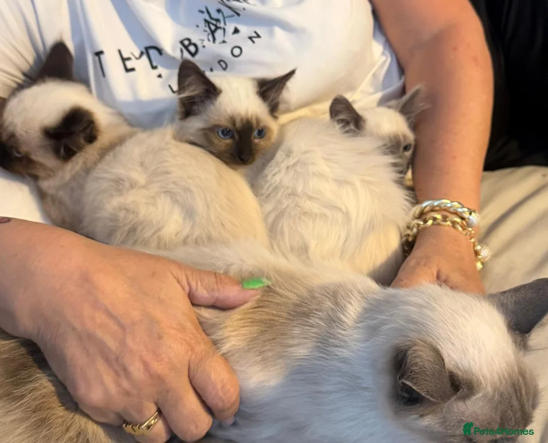 Ragdoll cats for sale: Ragdoll kittens toilet trained flead and wormed  - Advert 1