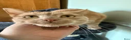 Mixed Breed cats for sale: Ginger cat for sale - Advert 3