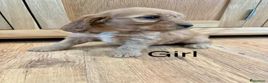 Cockapoo Puppy 8