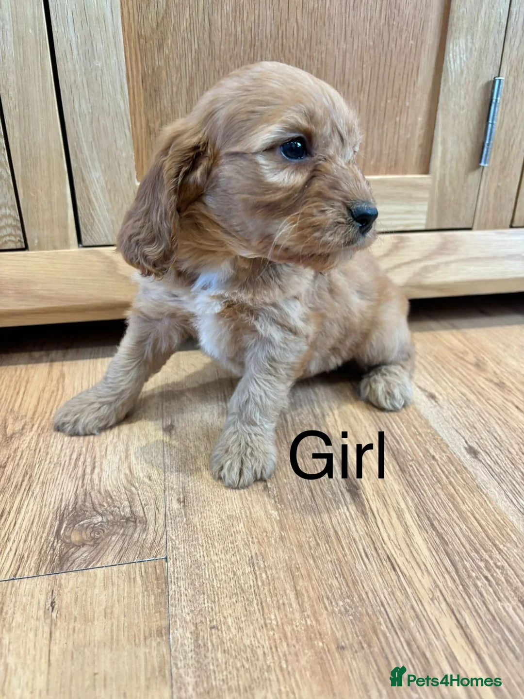Cockapoo dogs for sale: Cockapoo Puppies Ready Now - Advert 13
