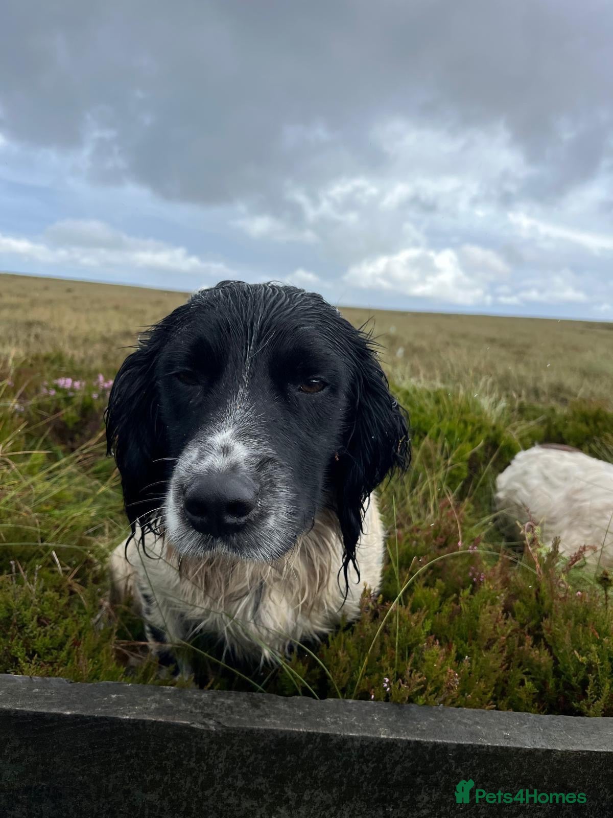 English Springer Spaniel dogs for stud: Spark - Willows Tasso - Advert 2
