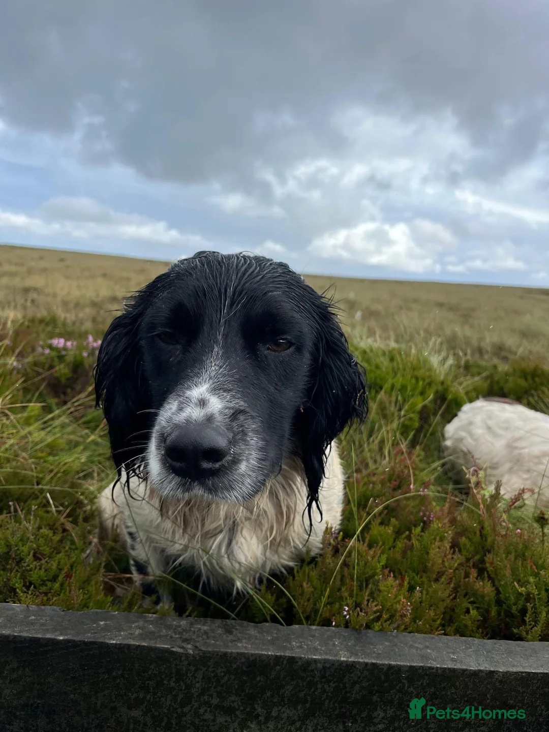 English Springer Spaniel dogs for stud: Spark - Willows Tasso - Advert 1