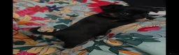 Griffon Bruxellois dogs for sale: Stunning Griffon Bruxellois puppies KC registered - Advert 8
