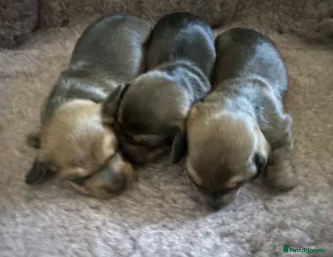 Miniature Dachshund dogs for sale: KC Reg Miniature Smooth Dachshund   - Advert 4