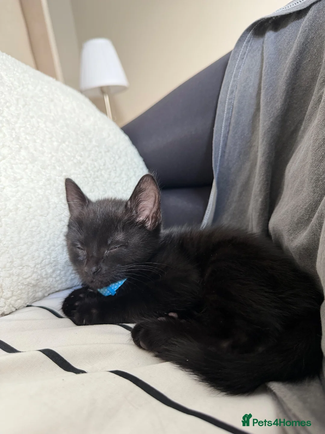 Mixed Breed cats for sale: Beautiful male kitten - Advert 7