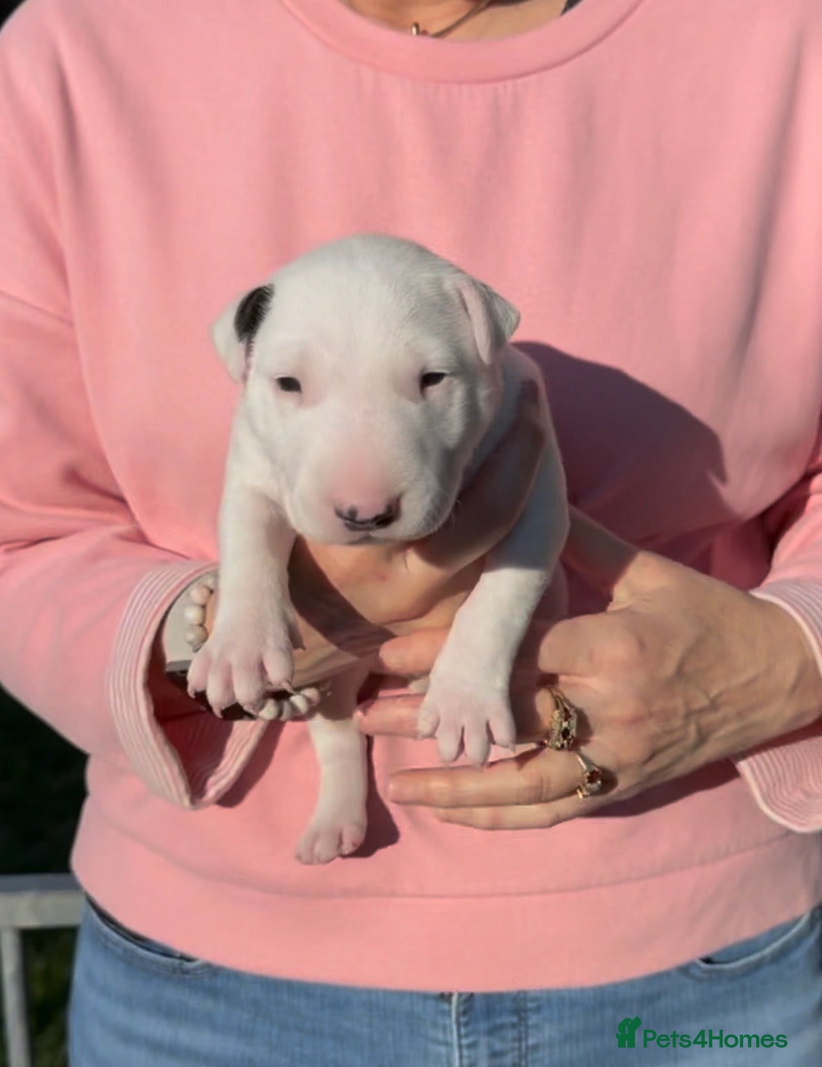 Bull Terrier dogs Exceptional quality KC BT Puppy - Advert 1