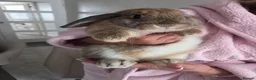Mini Lop rabbits for sale: Mini french lop  - Advert 8