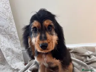 Cocker Spaniel dogs KC Registered Show Type Cocker Spaniel Puppies - Advert 3