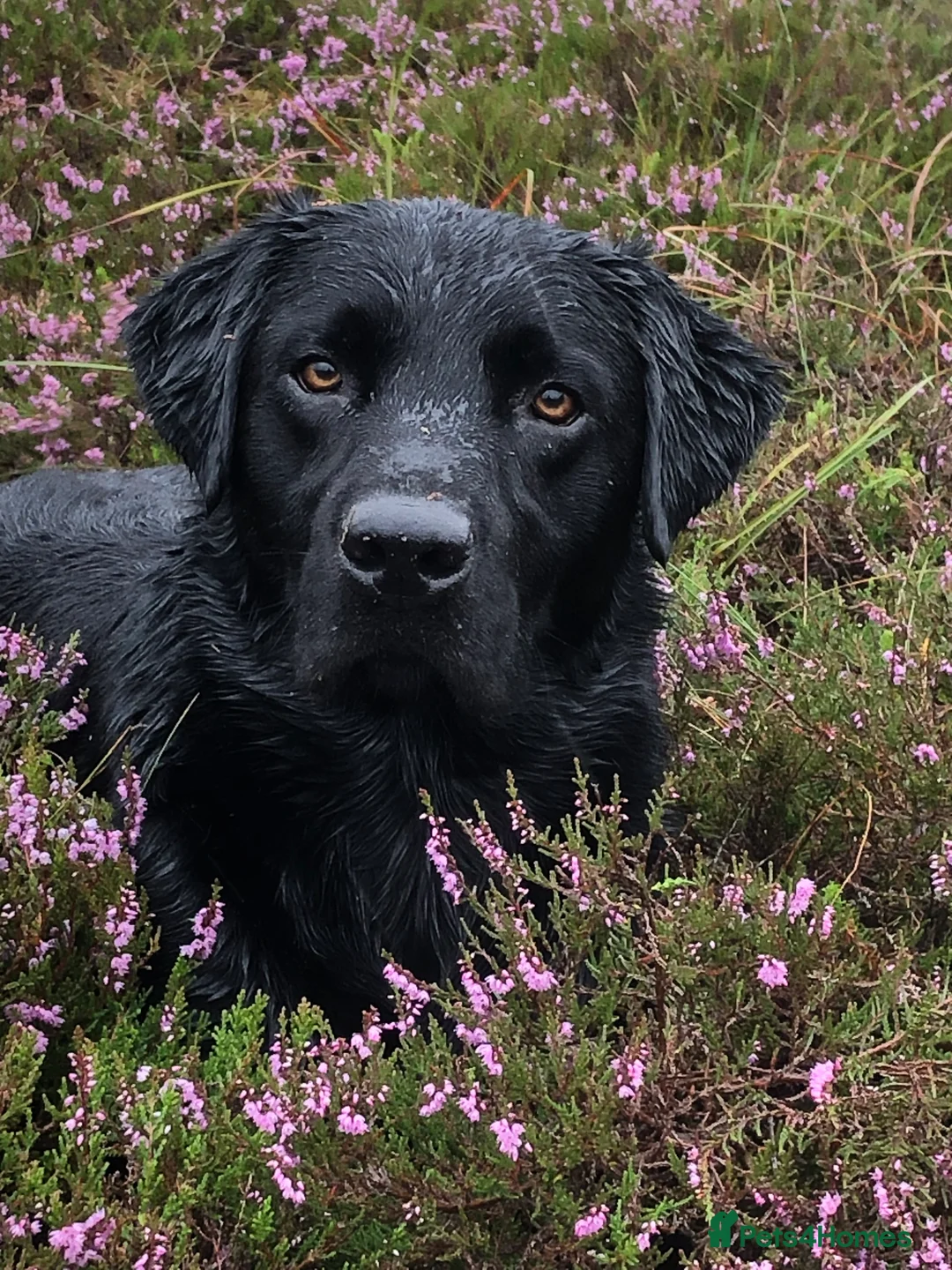 Labrador Retriever dogs for stud: stunning Labrador 0/0 hips 0/0 elbows  - Advert 10