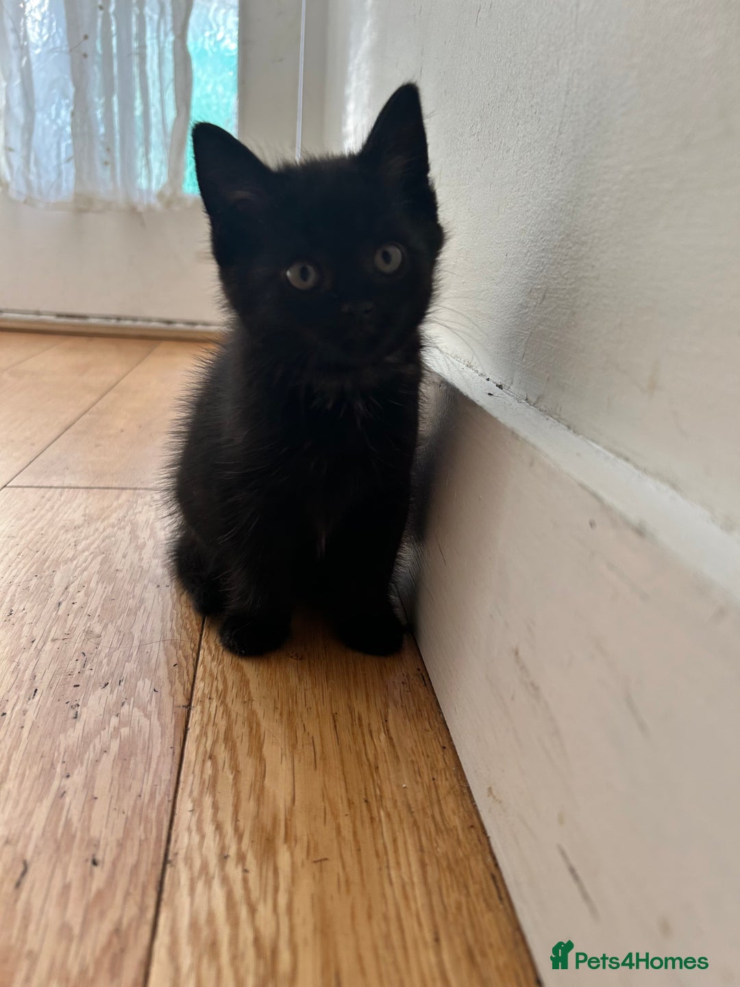 Domestic Shorthair cats for sale: 🐾 Kittens Ready for Loving Homes! 🐾 in Bromley - Image 12