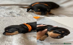 Miniature Dachshund dogs for sale: Miniature dachshunds ready 21st November  - Advert 4