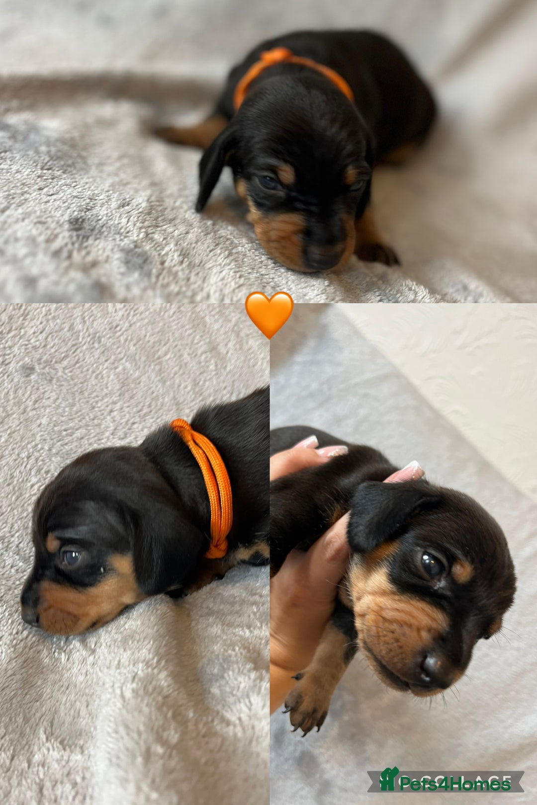 Miniature Dachshund dogs for sale: Miniature dachshunds ready 21st November  - Advert 4