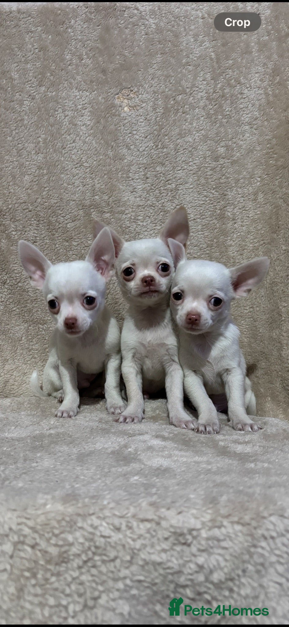 Chihuahua dogs Chihuahua puppy’s ( ready now) - Advert 15