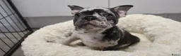 French Bulldog dogs for sale: Stunning Frenchie pups  - Advert 6