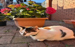 Domestic Shorthair cats for sale: Free Indoor/ Outdoor Cat Hazel  :) - Image 3