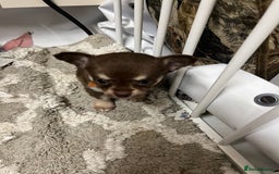 Chihuahua dogs for sale: Chihuahua teacups - Image 7