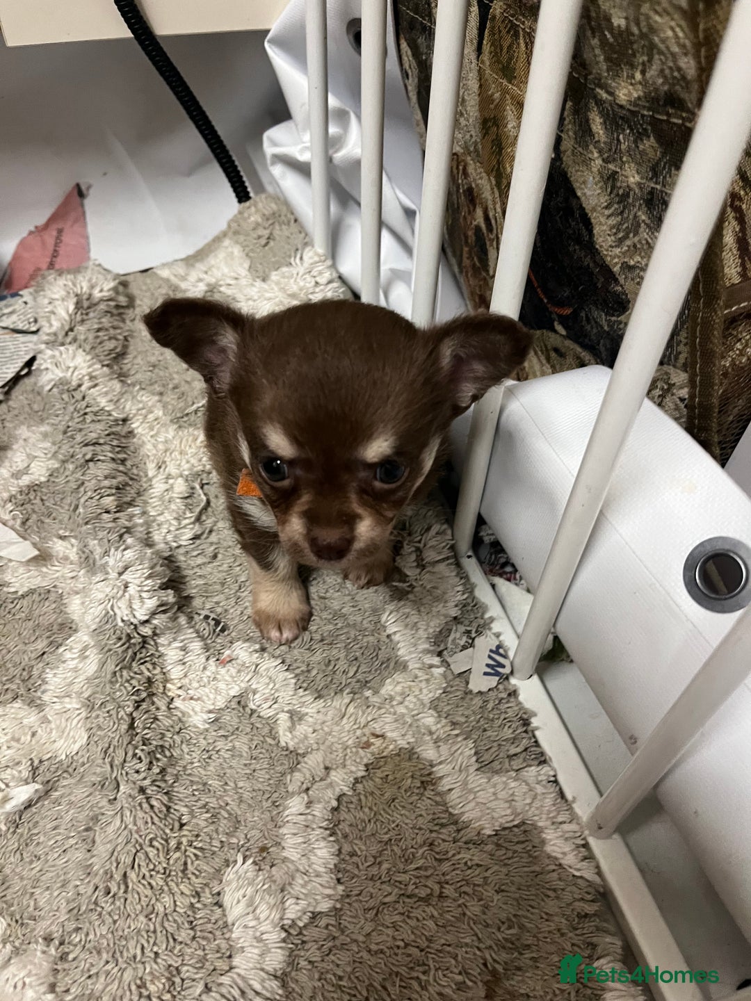 Chihuahua dogs for sale: Chihuahua teacups - Image 7