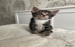 Domestic Shorthair cats for sale: Seven kittens available  - Image 4