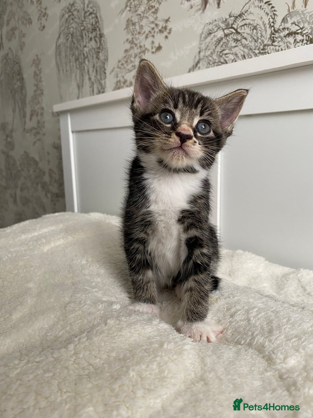 Domestic Shorthair cats for sale: Seven kittens available  - Image 4