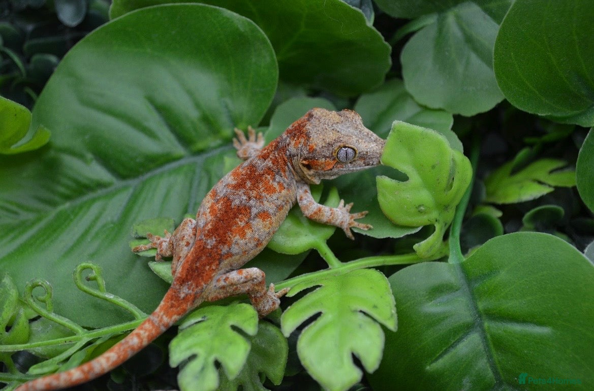 Gecko reptiles Red super blocthed - Advert 1