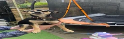 Chihuahua dogs for sale: Chihuahua girl  in Accrington - Advert 3
