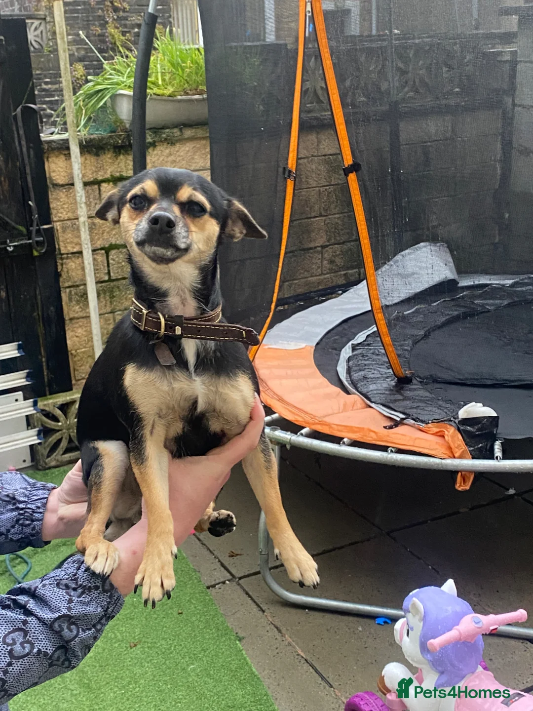 Chihuahua dogs for sale: Chihuahua girl  in Accrington - Advert 3
