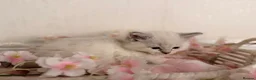 Ragdoll cats for sale: 10 Stunning Ragdoll Kittens available 🐾 in Henfield - Advert 19