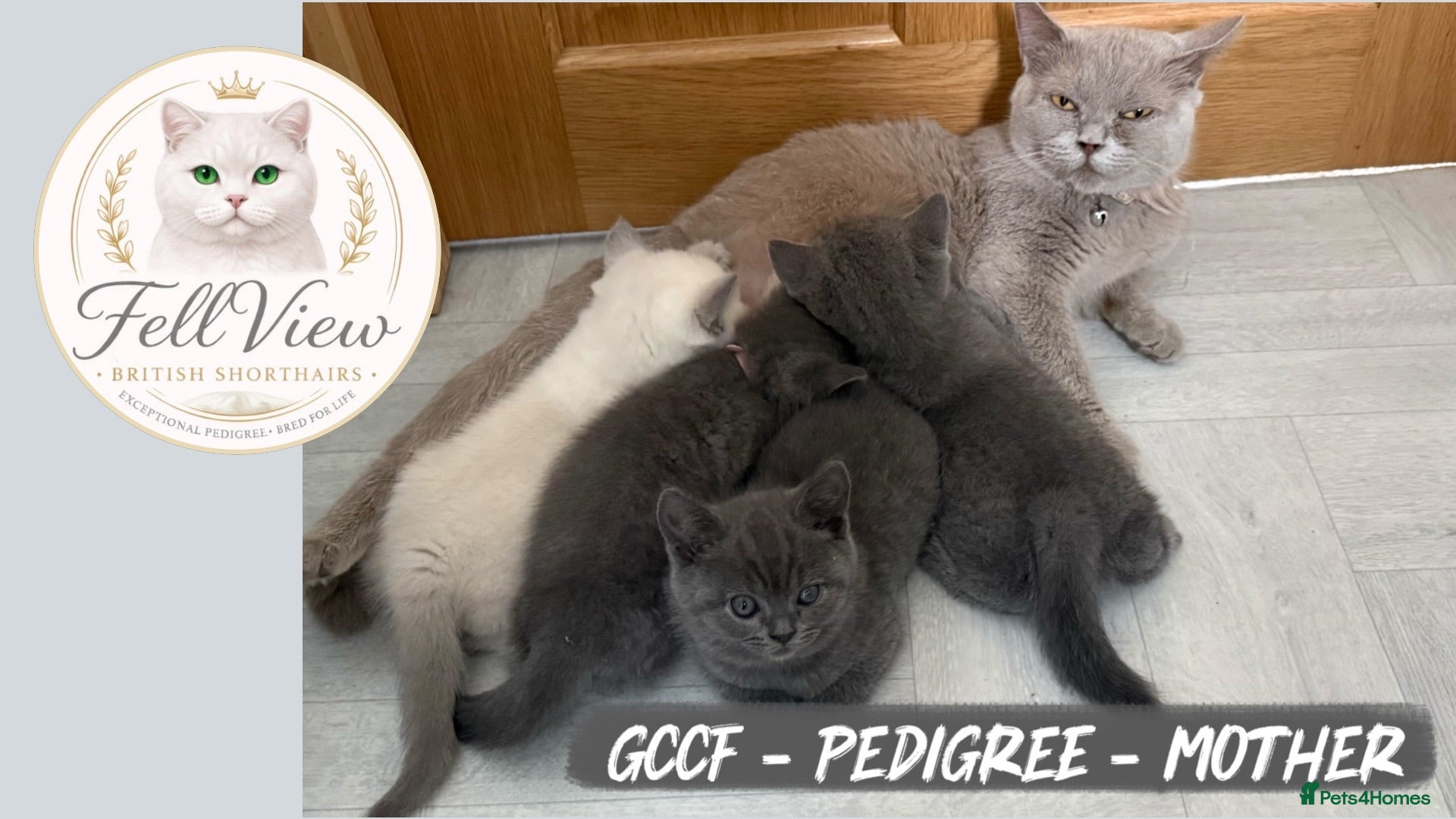 British Shorthair cats GCCF Pedigree British shorthair kittens  - Advert 17