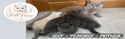 British Shorthair cats for sale: GCCF Pedigree British shorthair kittens  - Advert 1