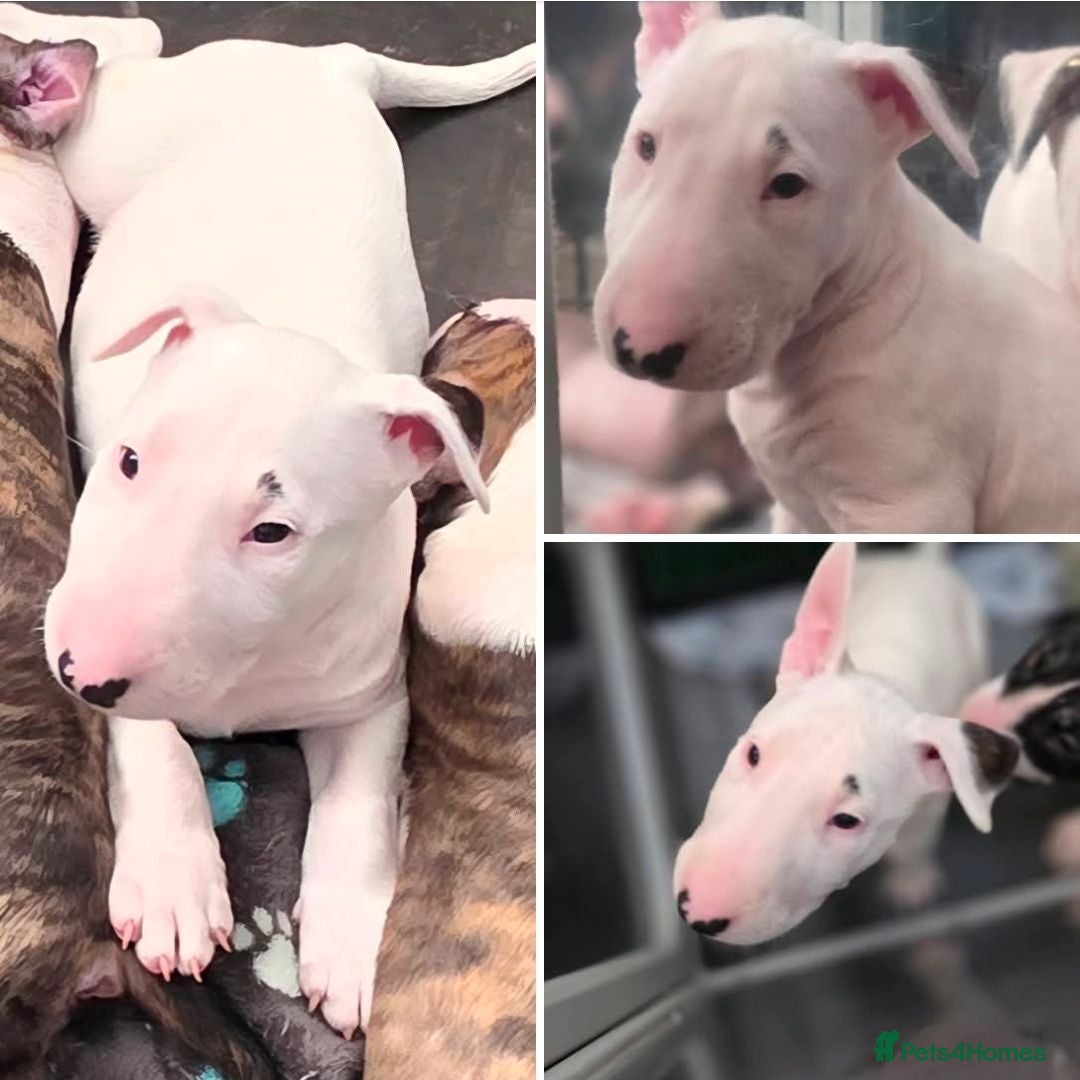 English Bull Terrier dogs Last boy KC English bullterrier puppies available  - Advert 1
